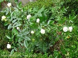 Rosier_BOULE_DE_NEIGE.jpg