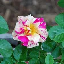 rosier_CANDY_LAND_2.jpg