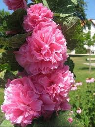 ALCEA_ROSEA_CHATER__S_DOUBLE_ROSE.jpg