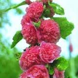 ALCEA_ROSEA_CHATER__S_DOUBLE_ROSE_2.jpg