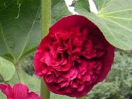 ALCEA_ROSEA_CHATER__S_DOUBLE_ROUGE.jpg