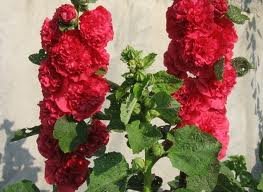 ALCEA_ROSEA_CHATER__S_DOUBLE_ROUGE_2.jpg