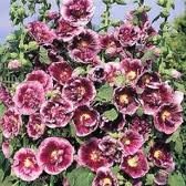 ALCEA_ROSEA_CR__ME_DE_CASSIS.jpg