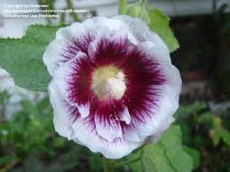 ALCEA_ROSEA_CR__ME_DE_CASSIS_2.jpg