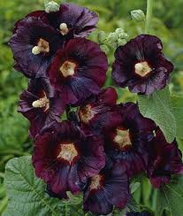 ALCEA_ROSEA_NIGRA.jpg