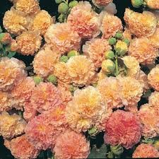 ALCEA_ROSEA_PEACHES__N_DREAMS.jpg