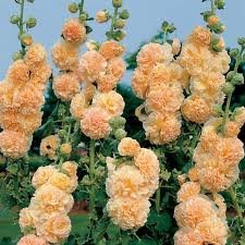 ALCEA_ROSEA_PEACHES__N_DREAMS_2.jpg