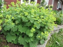 ALCHEMILLA_MOLLIS.jpg