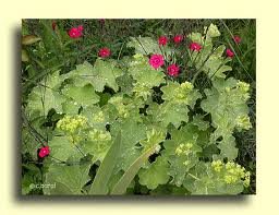 ALCHEMILLA_MOLLIS_2.jpg