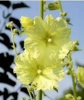 ALCEA_RUGOSA.jpg