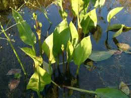 ALISMA_PLANTAGO_AQUATICA.png