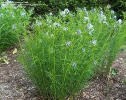 AMSONIA_HUBRICHTII.jpg