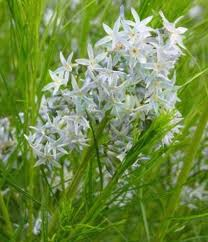 AMSONIA_HUBRICHTII_2.png