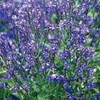 ANCHUSA_AZUREA_FELTHAM_PRIDE.jpg