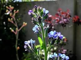 ANCHUSA_AZUREA_FELTHAM_PRIDE_2.jpg