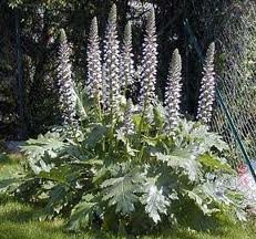 ACANTHUS_MOLLIS.jpg