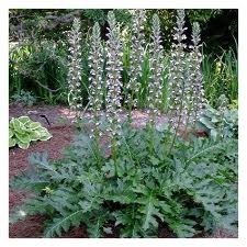 ACANTHUS_MOLLIS_2.jpg