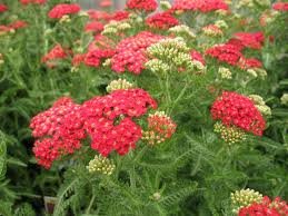 ACHILLEA_MILL_PAPRIKA.jpg