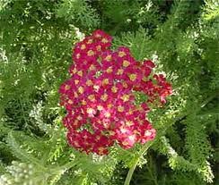 ACHILLEA_MILL_PAPRIKA_2.jpg