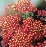 ACHILLEA_MILL_RED_BEAUTY.jpg