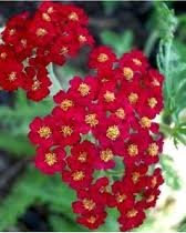 ACHILLEA_MILL_RED_BEAUTY_2.jpg