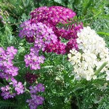 ACHILLEA_MILL_SUMMER_PASTEL.jpg