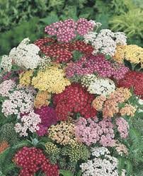 ACHILLEA_MILL_SUMMER_PASTEL_2.jpg