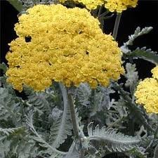 ACHILLEA_X_MOONSHINE.jpg