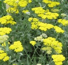 ACHILLEA_X_MOONSHINE_2.jpg