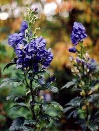 ACONITUM_CARM_FISCHERI.jpg