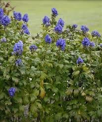 ACONITUM_CARM_FISCHERI_2.jpg