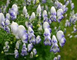 ACONITUM_VAR_BICOLOR.jpg