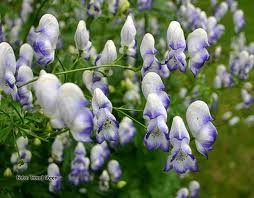 ACONITUM_VAR_BICOLOR.jpg