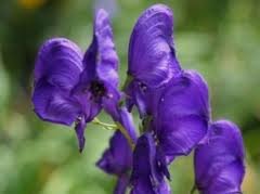 ACONITUM_X_SPARK__S_VARIETY.jpg