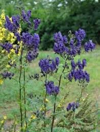 ACONITUM_X_SPARK__S_VARIETY_2.jpg