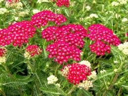 achillea_mill_cerise_queen.jpg