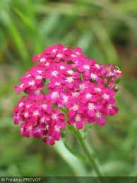 achillea_mill_cerise_queen_2.jpg