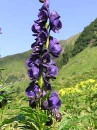 aconitum_napellus.jpg