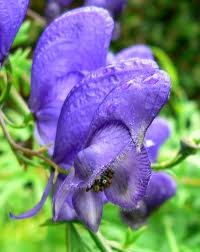 aconitum_napellus_2.jpg