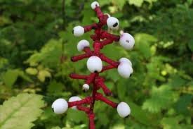 ACTAEA_PACHYPODA.jpg