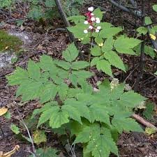 ACTAEA_PACHYPODA_2.jpg