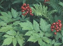 ACTAEA_RUBRA.jpg