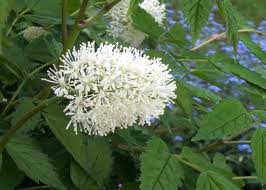 ACTAEA_RUBRA_2.jpg