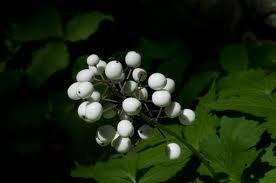 ACTAEA_RUBRA_F_NEGLECTA.jpg