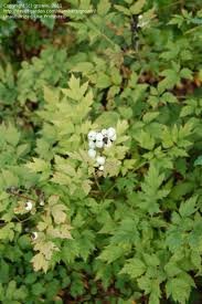 ACTAEA_RUBRA_F_NEGLECTA_2.jpg