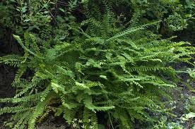 ADIANTUM_ALEUTICUM_2.jpg