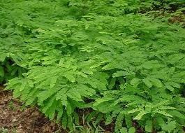 ADIANTUM_PEDATUM.jpg