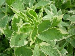 AEGOPODIUM_PODAGRARIA_VARIEGATA_2.jpg