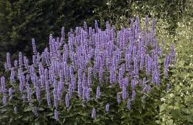 AGASTACHE_BLUE_FONTAINE.jpg