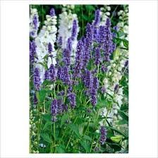 AGASTACHE_BLUE_FONTAINE_2.jpg